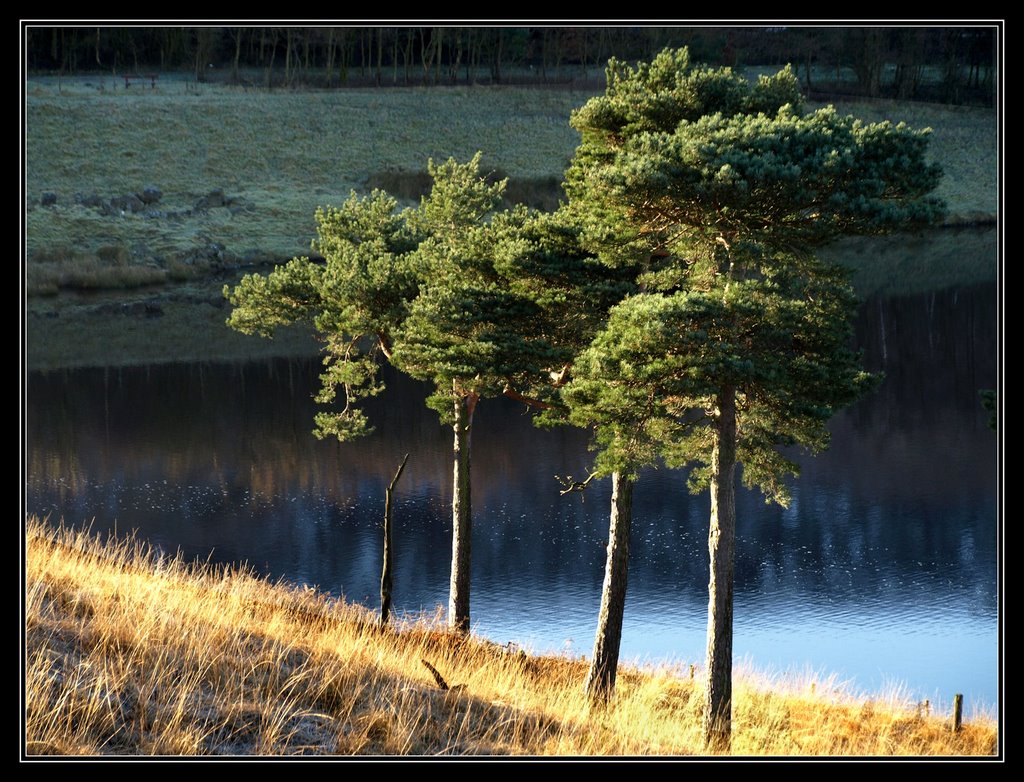 Tree Ballet! by Herb Riddle