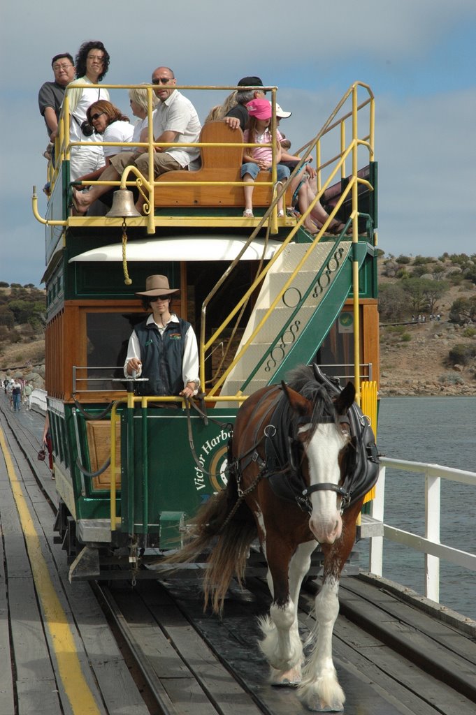 Omnibus Equine, Victor Harbour, South Australia by D.M.P.CAMERON