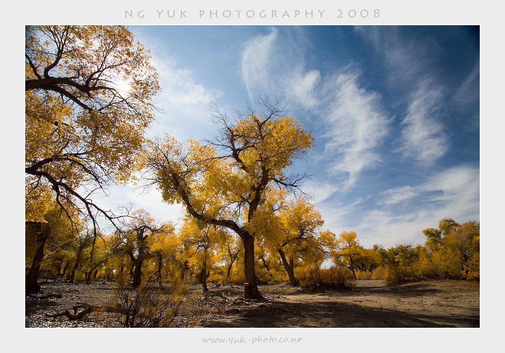 Ejin, Alxa, Inner Mongolia, China by Yuk Ng