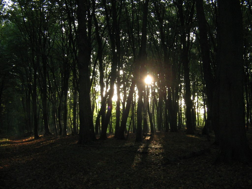 Morgens um sieben im Park by Lilly K.