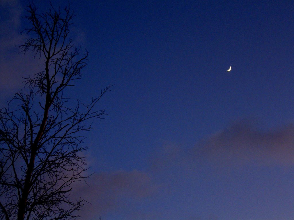 Three friends-Moon,clouds and birch :) by maija1994