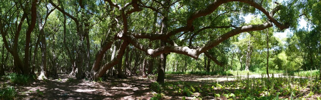 The trees at Vergelegen by Eric1001