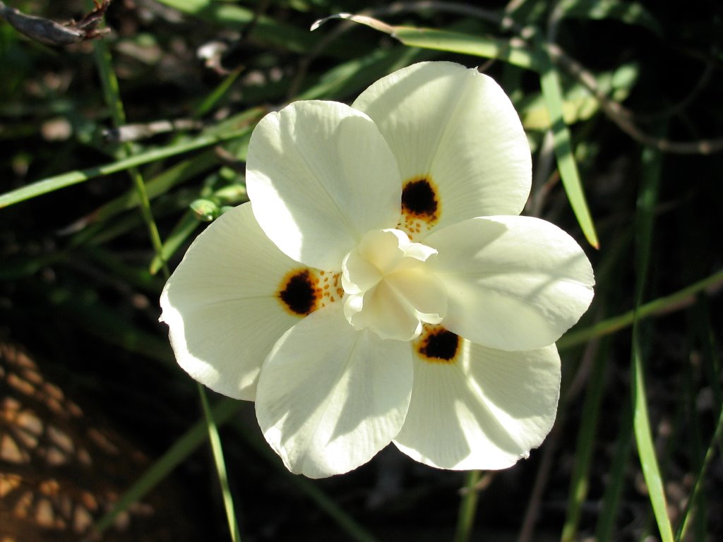 Flowering Grass by petermca