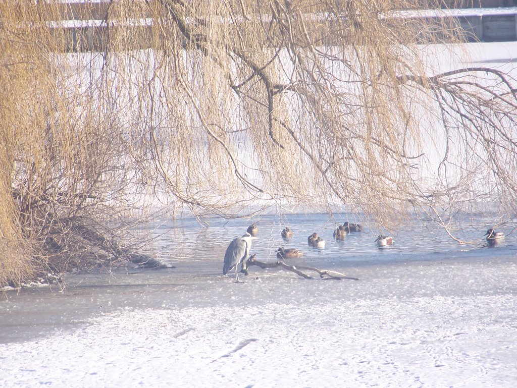 L'hiver dans les parcs by dubois jacques