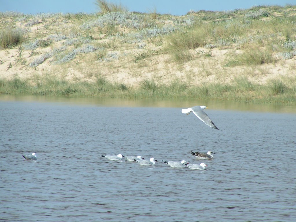 Laguna Trafalgar gaviotas by Casimiro Diaz