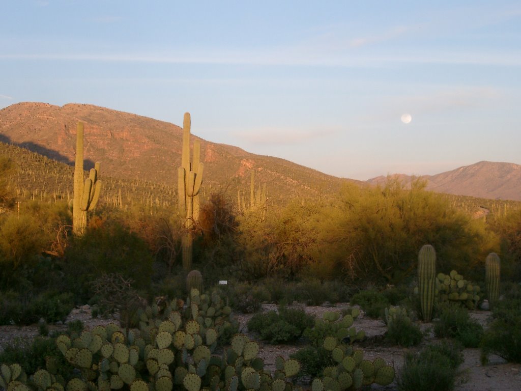 Tucson Sabinyo Canyon sunset by dorothee