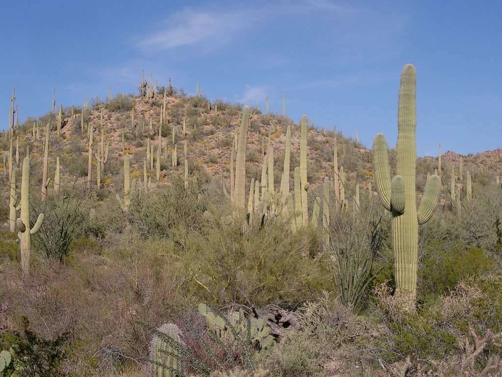 Saguaro West-Nationalpark by dorothee