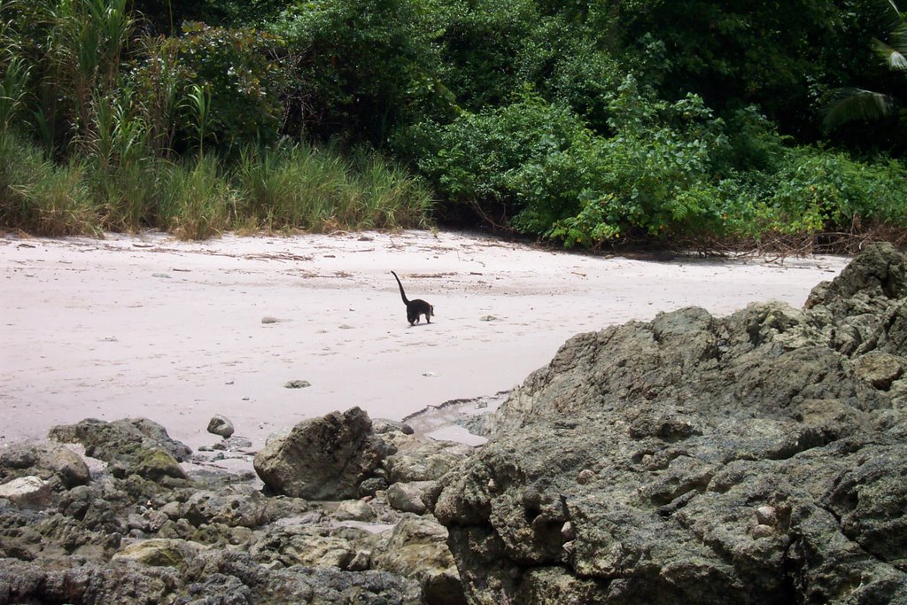 Pizote (Coati Mundi) on the beach, Manuel Antonio Park by coyotlgw