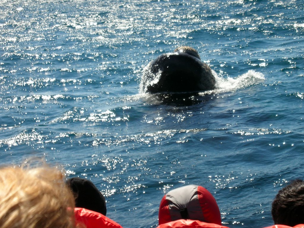 Ballena en Puerto Piramide by palankin