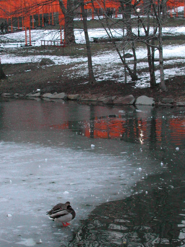 Christo Gates and ducks March 2005 by LeahNY