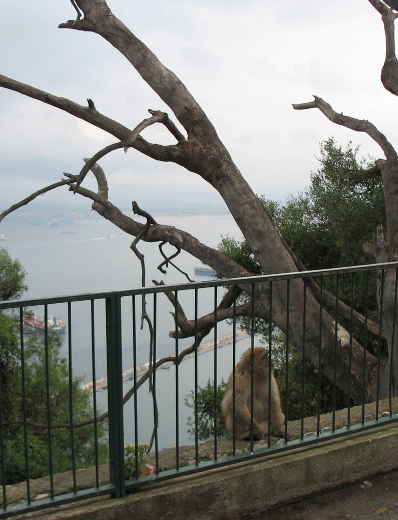 Berberaffe hinter Gittern!? by Hedwig Bäuning