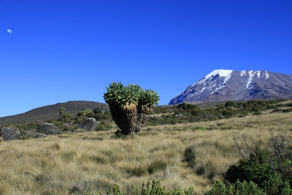 Climbing kili by julipuigantell