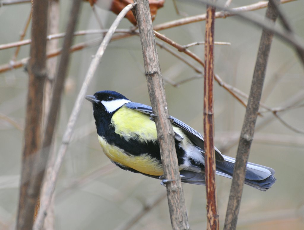 Széncinege (Parus major) by ◄Pist@bácsi►