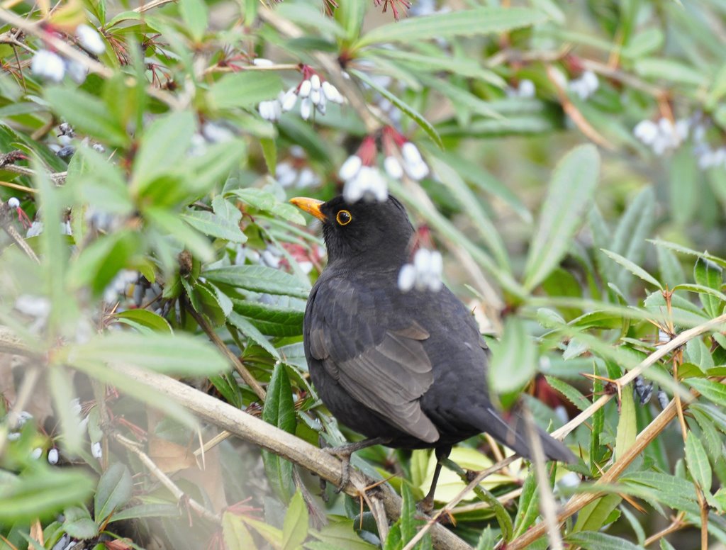 Fekete rigó (Turdus merula) by ◄Pist@bácsi►