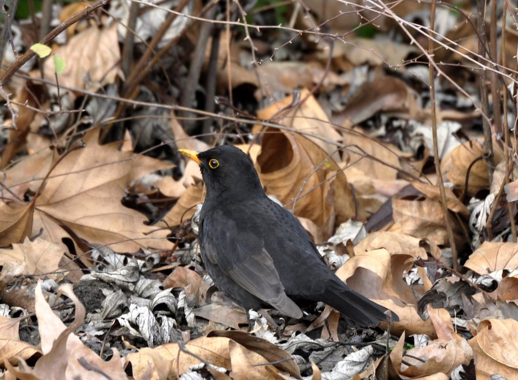 Fekete rigó (Turdus merula) by ◄Pist@bácsi►