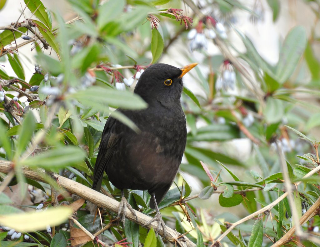 Fekete rigó (Turdus merula) by ◄Pist@bácsi►