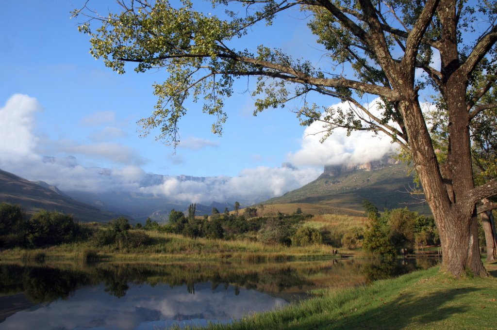 The tree and the mountain by Willie Henegan