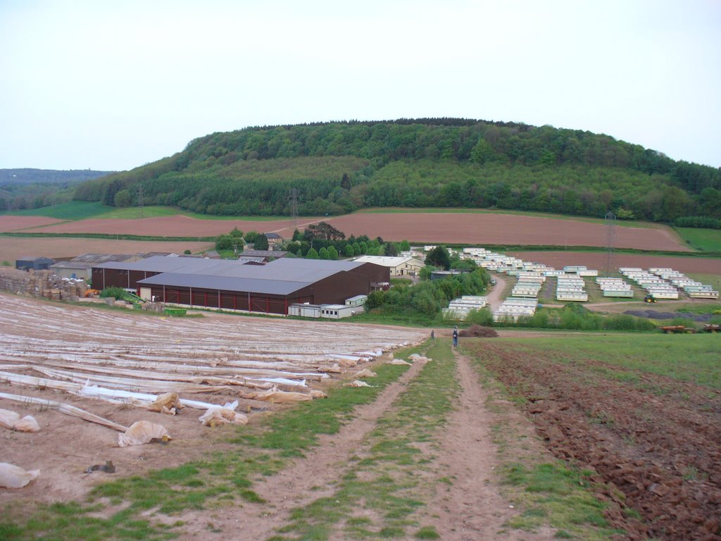 Farma szparagowa- Cobrey Farms by justyna.mroczek