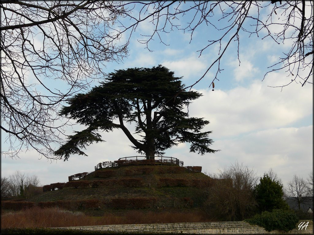 Caen: Le cèdre dans les jardins de l'Abbaye aux Dames. by Y. A, Villyssois.