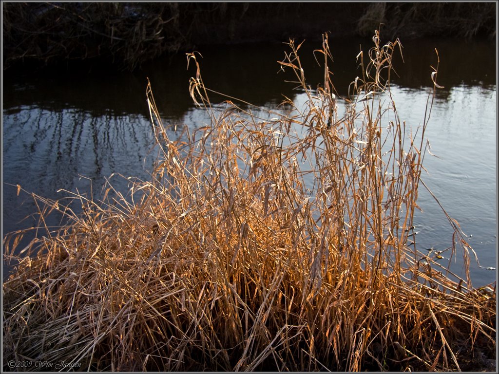 Golden reed, river Dommel, Dommeldalroute, Waalre by Green Knee