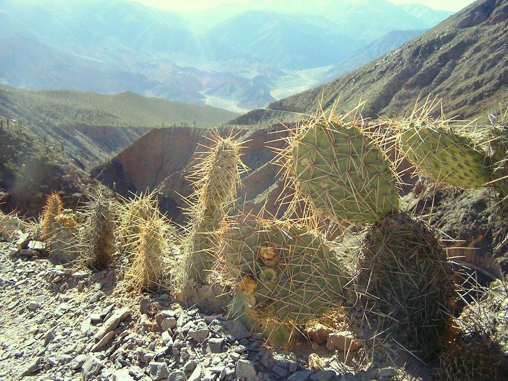 Cactus by Julibelula