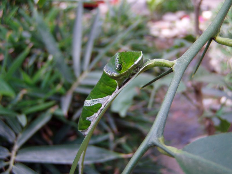 Green Caterpillar by Acrobat Rieder