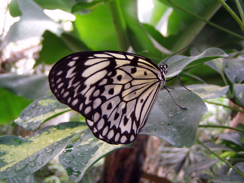 Butterfly by Acrobat Rieder