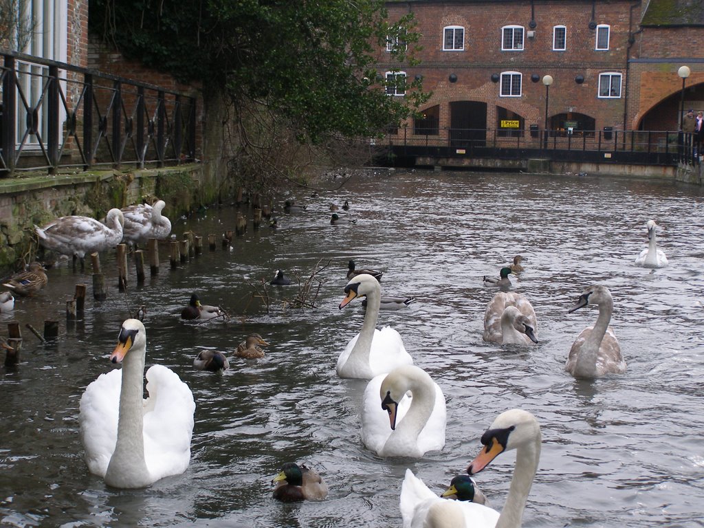 SALISBURY 4 JUL by glorieta