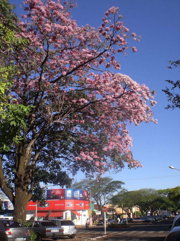 Ipê rosa na Rua Camilo Hermelindo da Silva em Dourados - MS - Brasil by Paulo Yuji Takarada