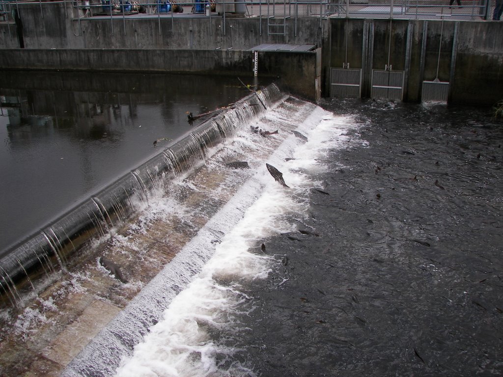 Lower Intake Issaquah Fish Hatchery by John Kugen