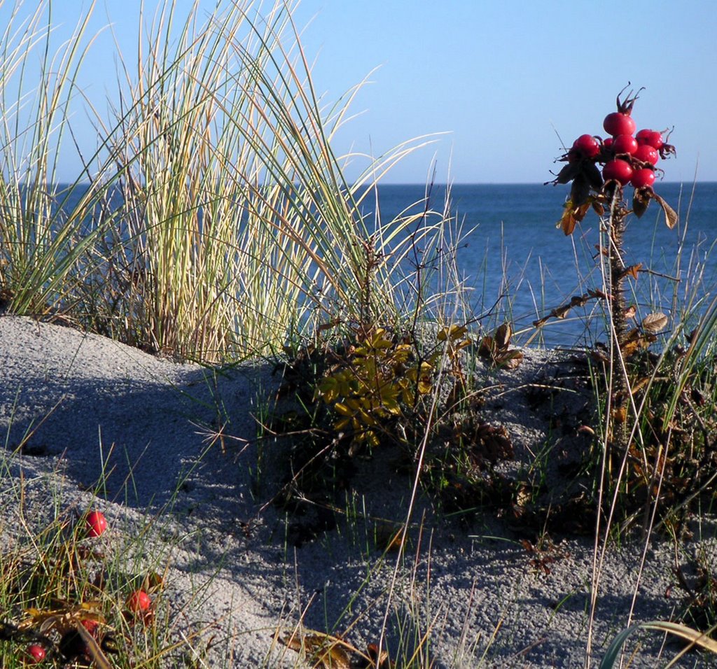 Rosehip on the beach by franze