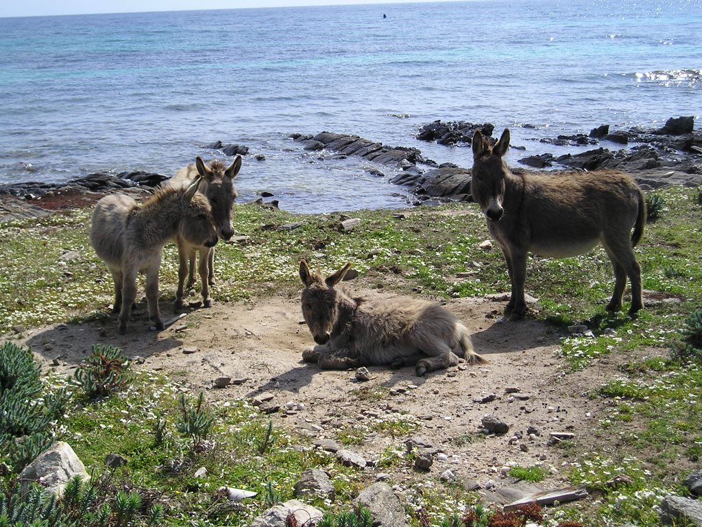 Isola Asinara - Asini selvatici by Renzo Spanu