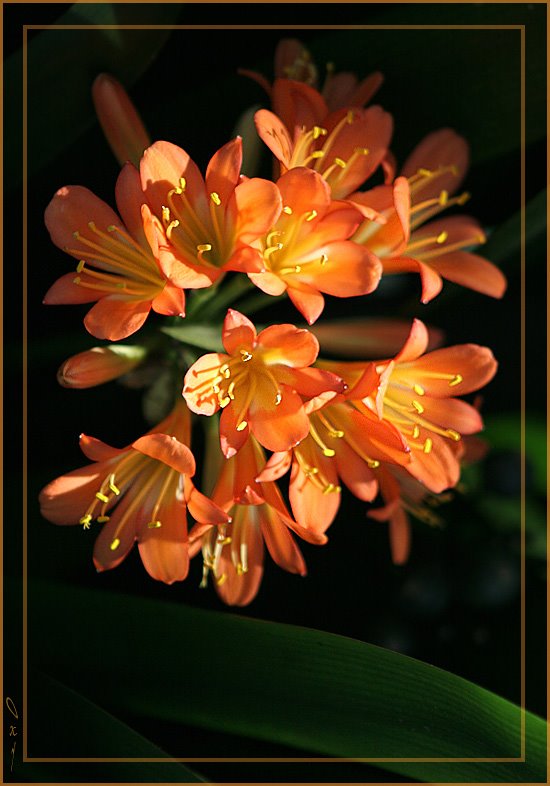 Clivia miniata by OxyPhoto.ru - O x y