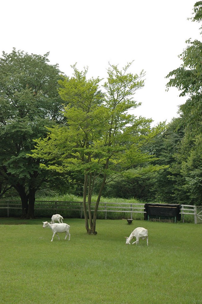 Mito Forest Park 水戸市森林公園 by taki_morimoto