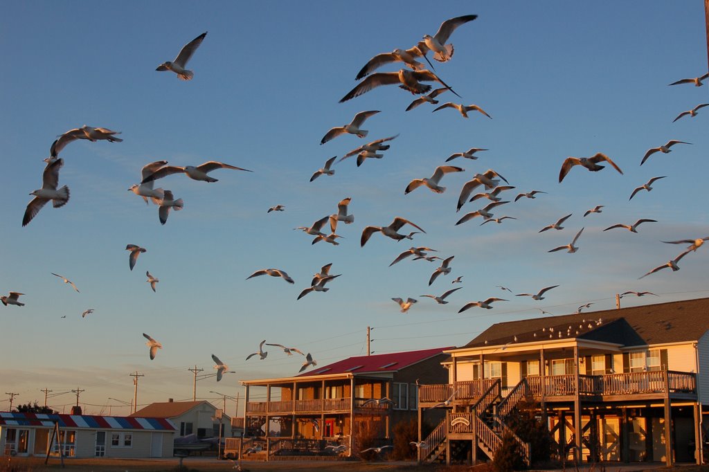 Gulls at the Wildlife Ramp by ocracokewaves