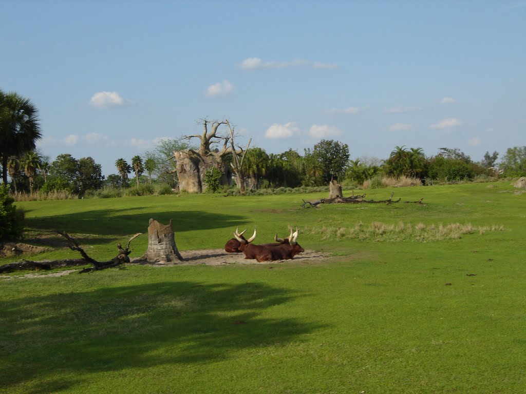 Kilimajaro Safaris, Animal Kingdom , Disney world, Florida by Nameofrose