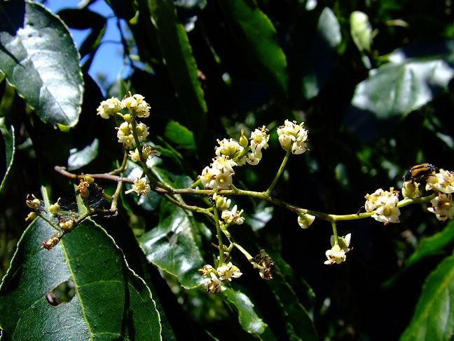 Ehretia acuminata (Boraginaceae) by Greg Steenbeeke