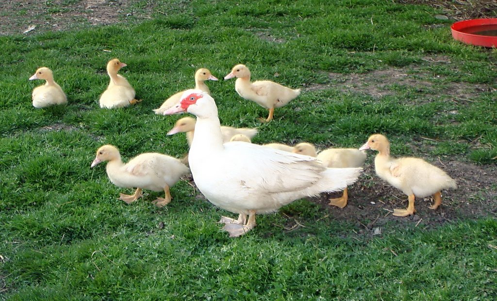 Glückliche Enten in freier Natur by Th. Kuchinka