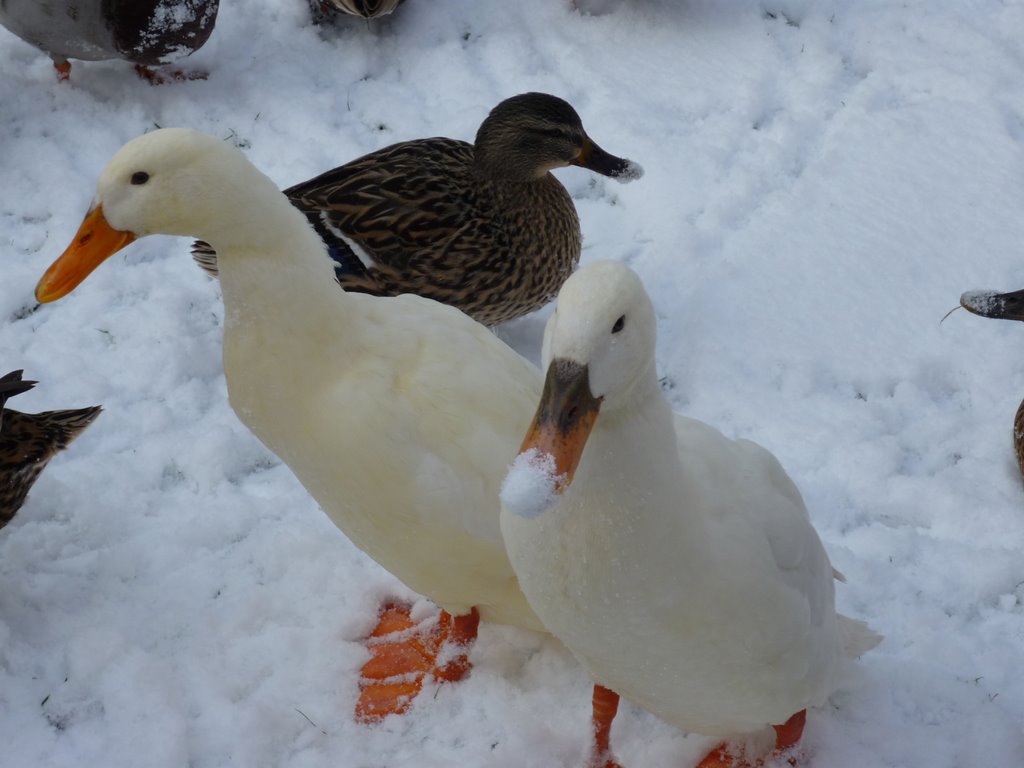 Linton ducks by gordon chalk