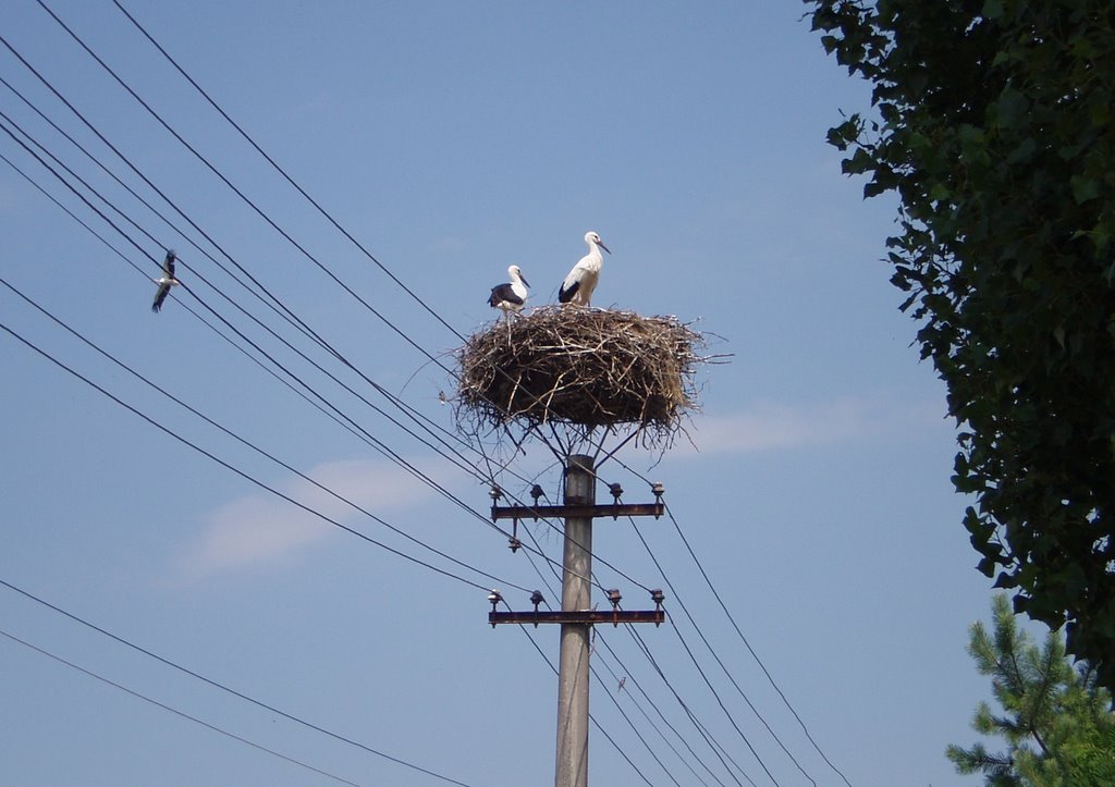 ČIČOV - WHITE STORKS (Ciconia ciconia) by sude57