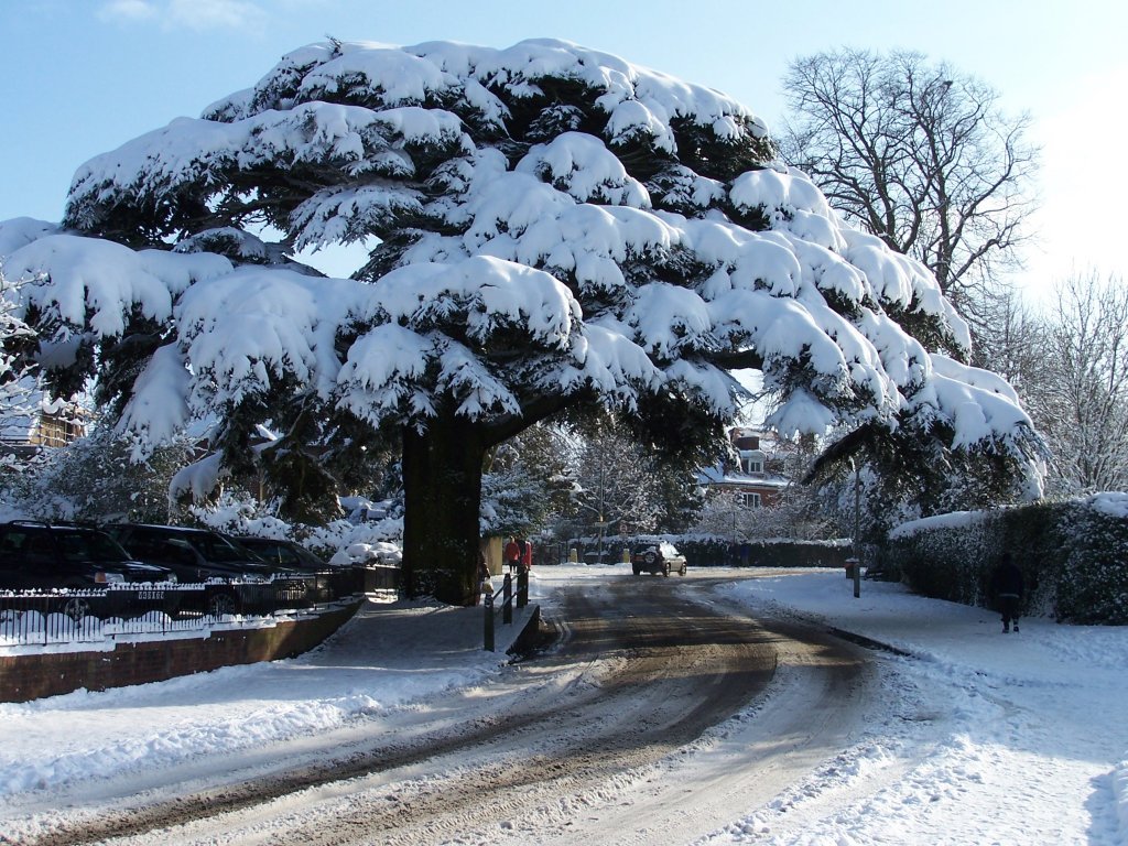 Caterham, the cedar tree by tonywatson