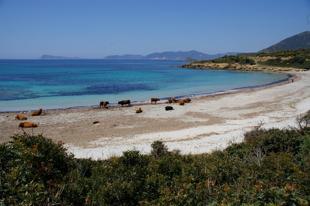 Rinder sonnen sich am Strand bei Domus de Maria by HeiMer