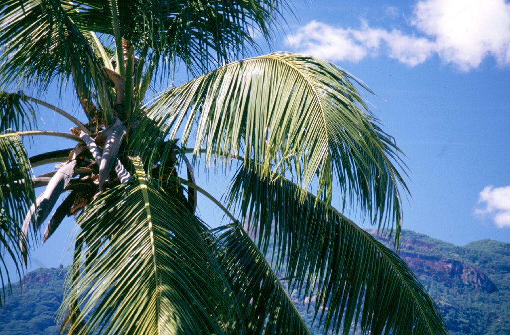 Palmier , cerf , seychelles by Anne C (ACo56)