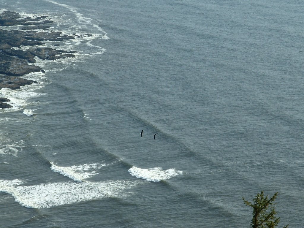 Pair Of Bald Eagles From the top by BenDevlin