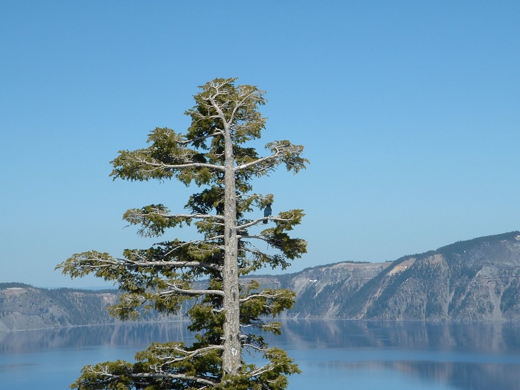 Blue Canadian Jay against the blue waters and sky by BenDevlin