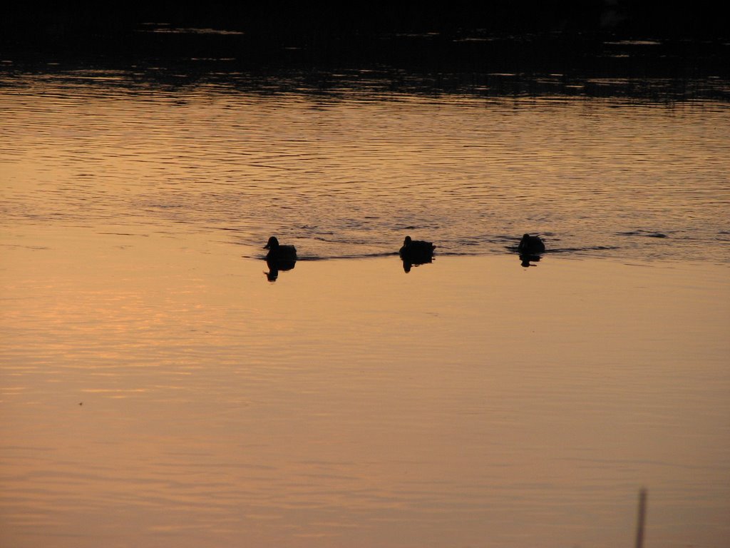 Ducks on the Deschutes River by Sheryl Todd (tapirga…