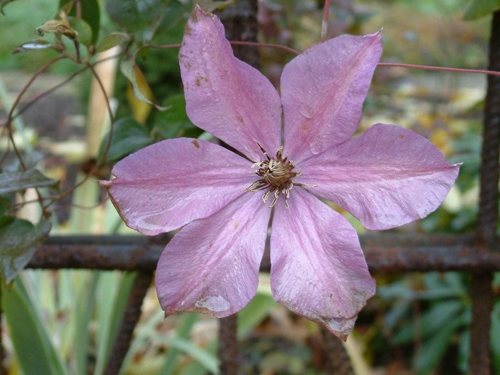 20031102_Clematis by arckons