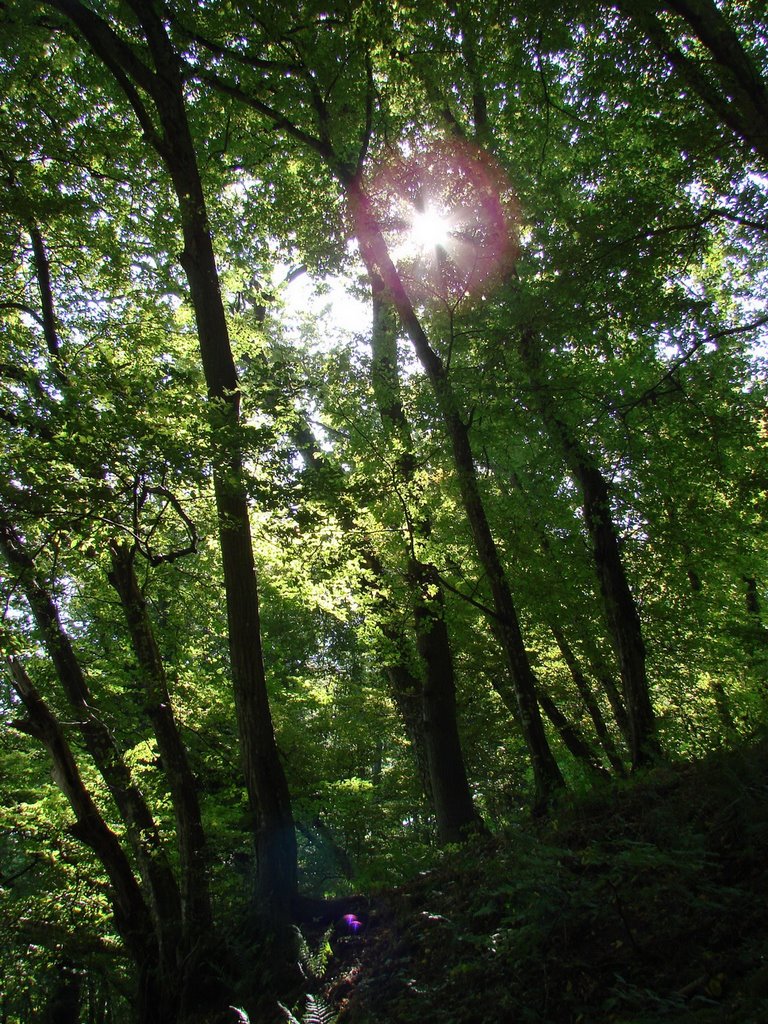 Bei der Burg Eberbach, September 2008 by Dan-Fan