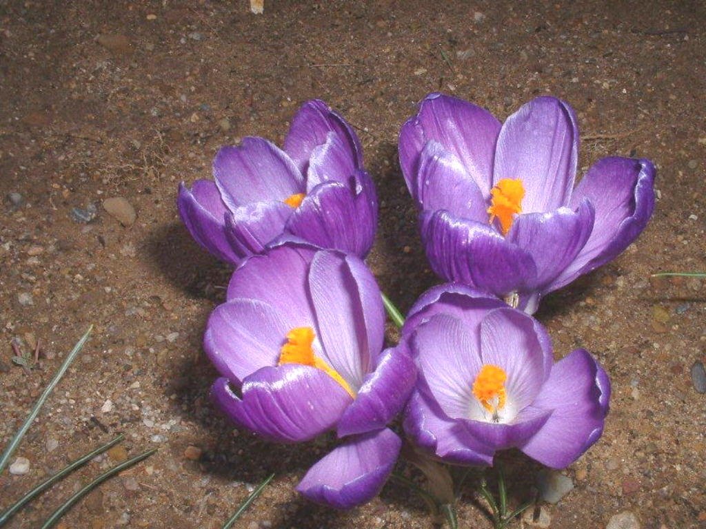 France, les premières fleurs, les Crocus by Roger Narbonne