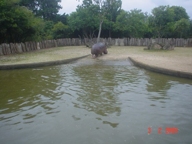 Hipopótamo do Zoológico de Curitiba by vanzinho